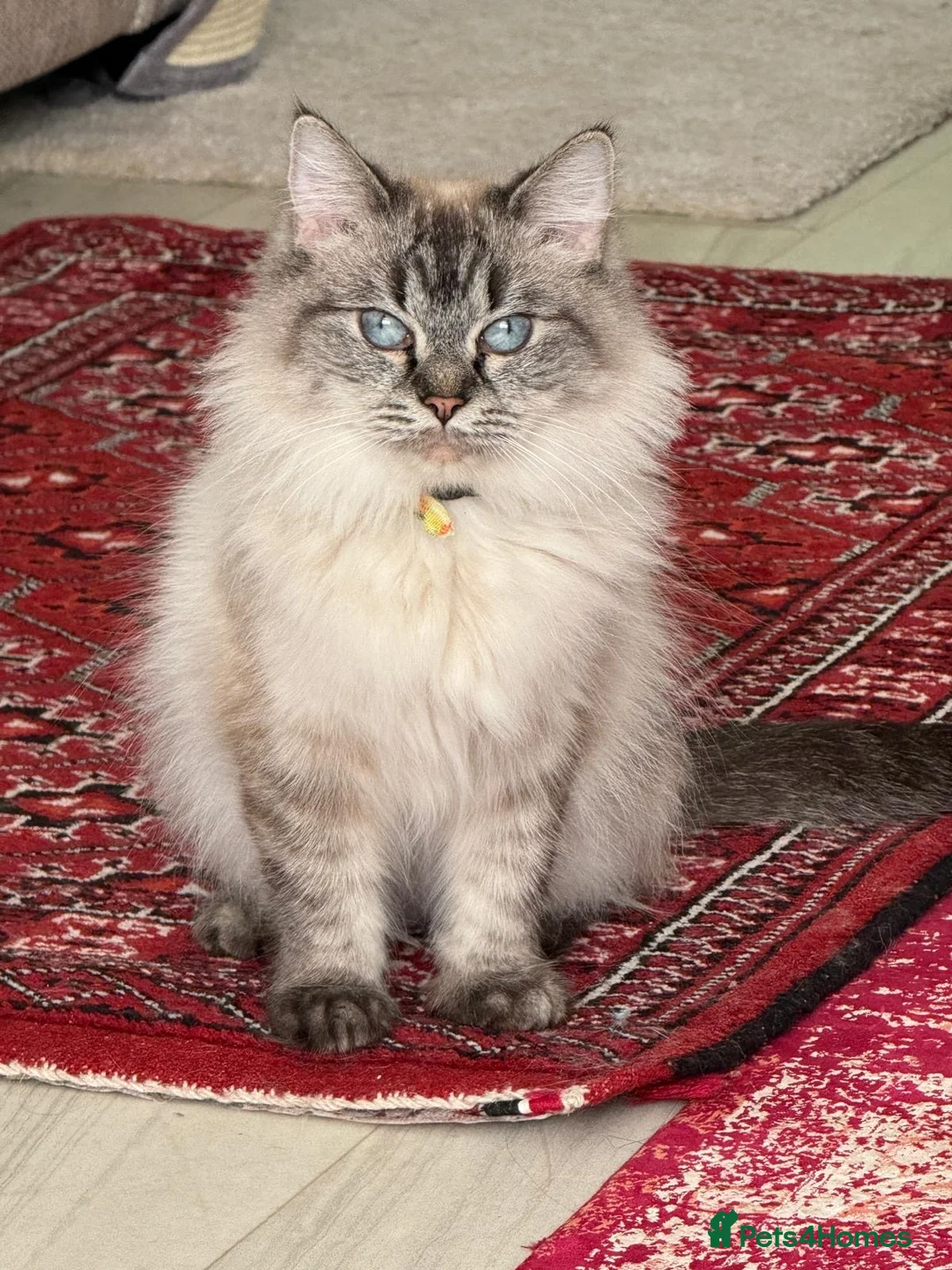 Ragdoll cats for sale: Friendly Ragdoll spayed female  in Sutton Coldfield - Advert 2