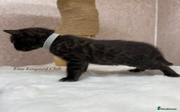 Bengal cats for sale: International Championship, Full Pedigree Bengals - Image 13