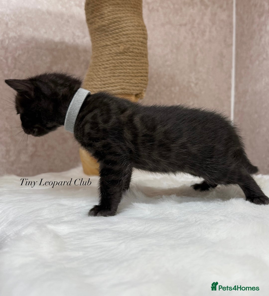 Bengal cats for sale: International Championship, Full Pedigree Bengals - Image 13