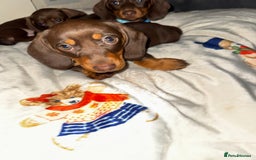 Miniature Dachshund dogs for sale: Miniature dachshund - Image 7