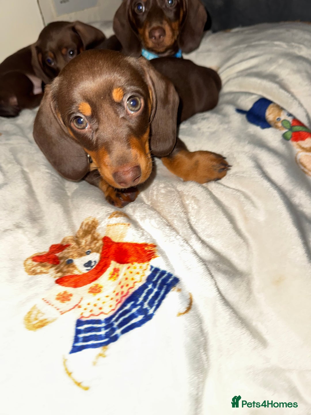 Miniature Dachshund dogs for sale: Miniature dachshund - Image 7