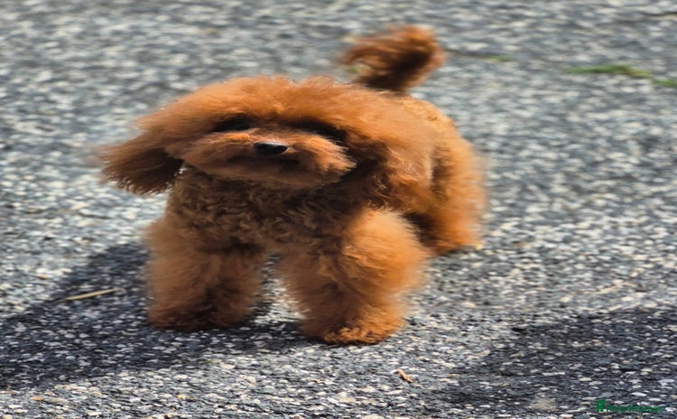 Toy Poodle dogs - Advert 1