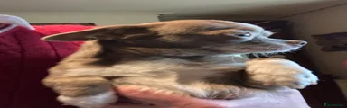 Chihuahua Puppy 1