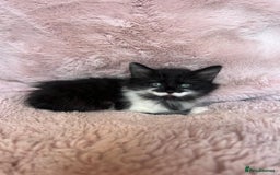 Mixed Breed cats for sale: Maine coon cross ragdoll kittens - Image 10