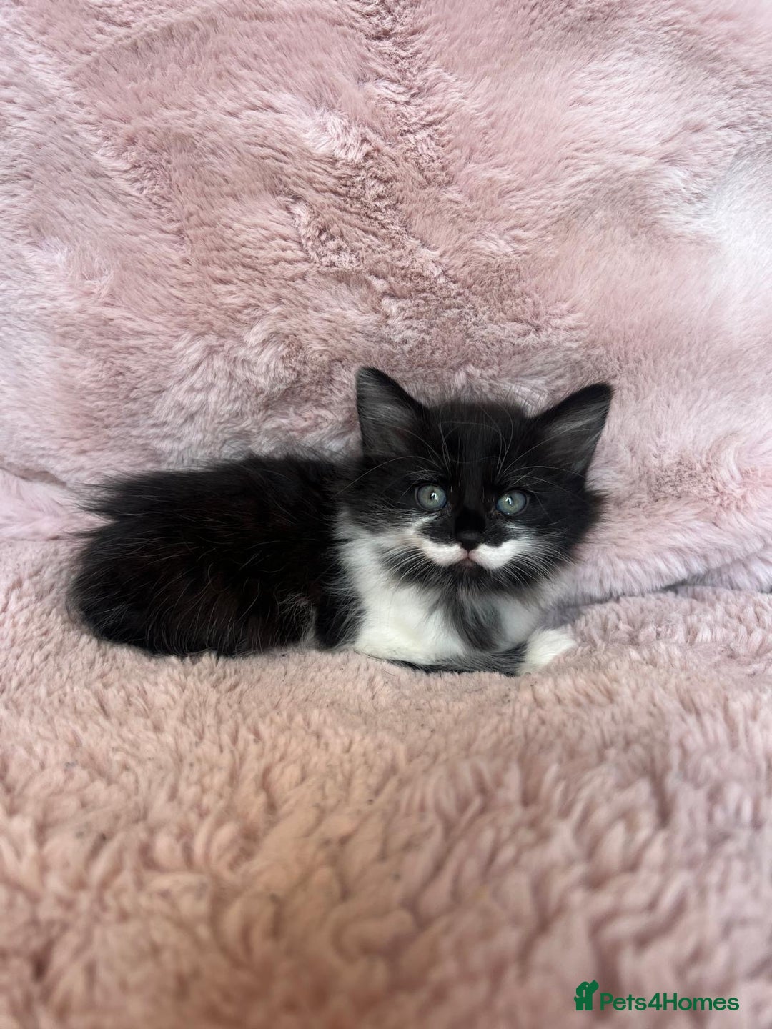 Mixed Breed cats for sale: Maine coon cross ragdoll kittens - Image 10