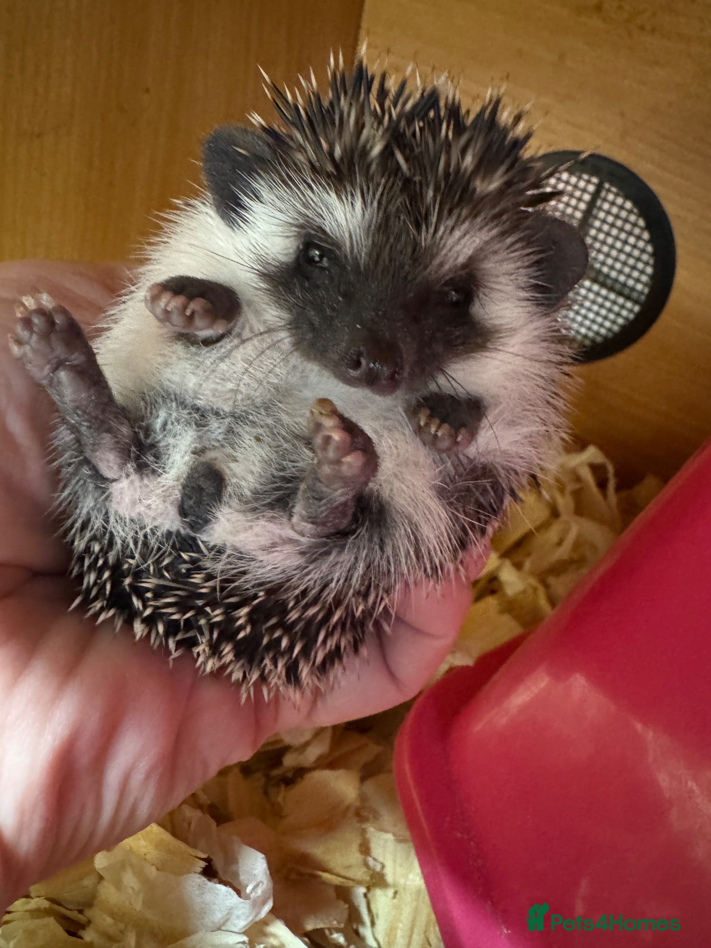 Pygmy Hedgehog rodents Baby hoglets mixed colours/ mask types -READY  - Advert 1