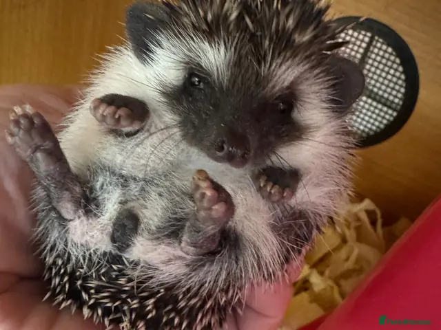 Pygmy Hedgehog rodents for sale: Baby hoglets mixed colours/ mask types -READY - Advert 1