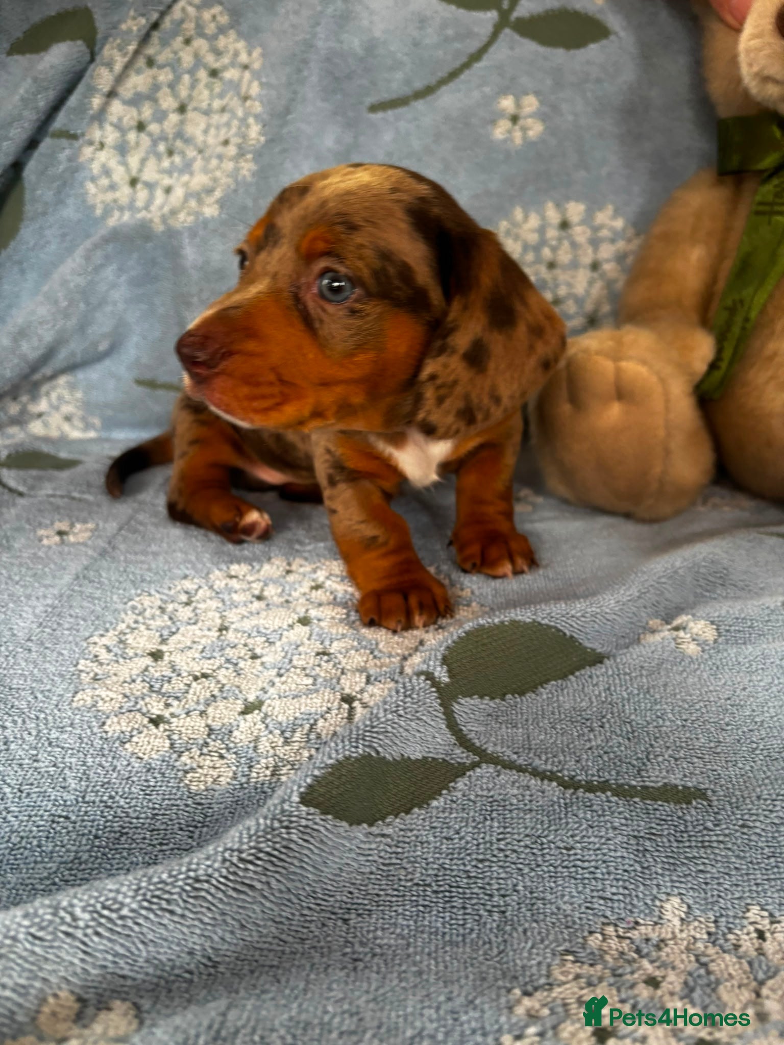 Miniature Dachshund dogs for sale: Miniature dachshund puppies - Advert 22