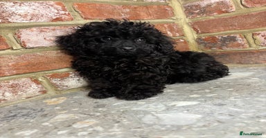 Cockapoo dogs - Advert 4