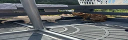 Bengal cats for sale: 🐆✨Outstanding TICA Registered Bengal cubs  ✨🐆 - Advert 10