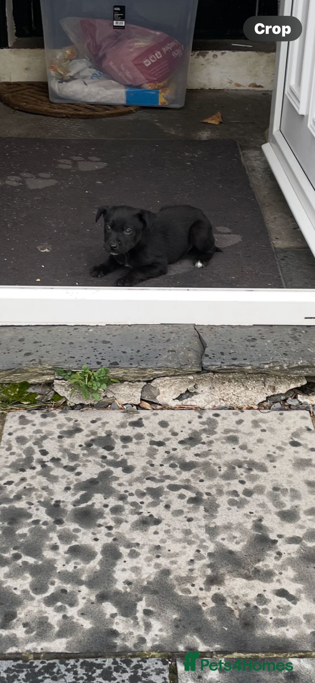 Borador dogs for sale: ⚫️lab x collie puppies ⚪️ - Advert 21