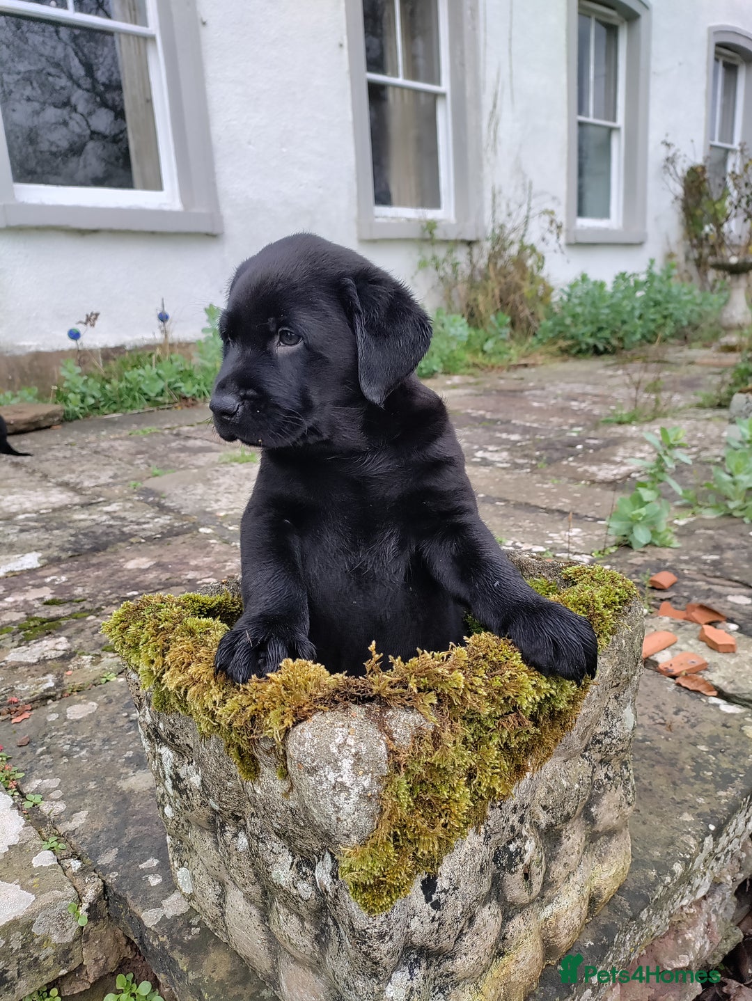 Labrador Retriever dogs for sale: Adorable Labrador Puppies  - Advert 16