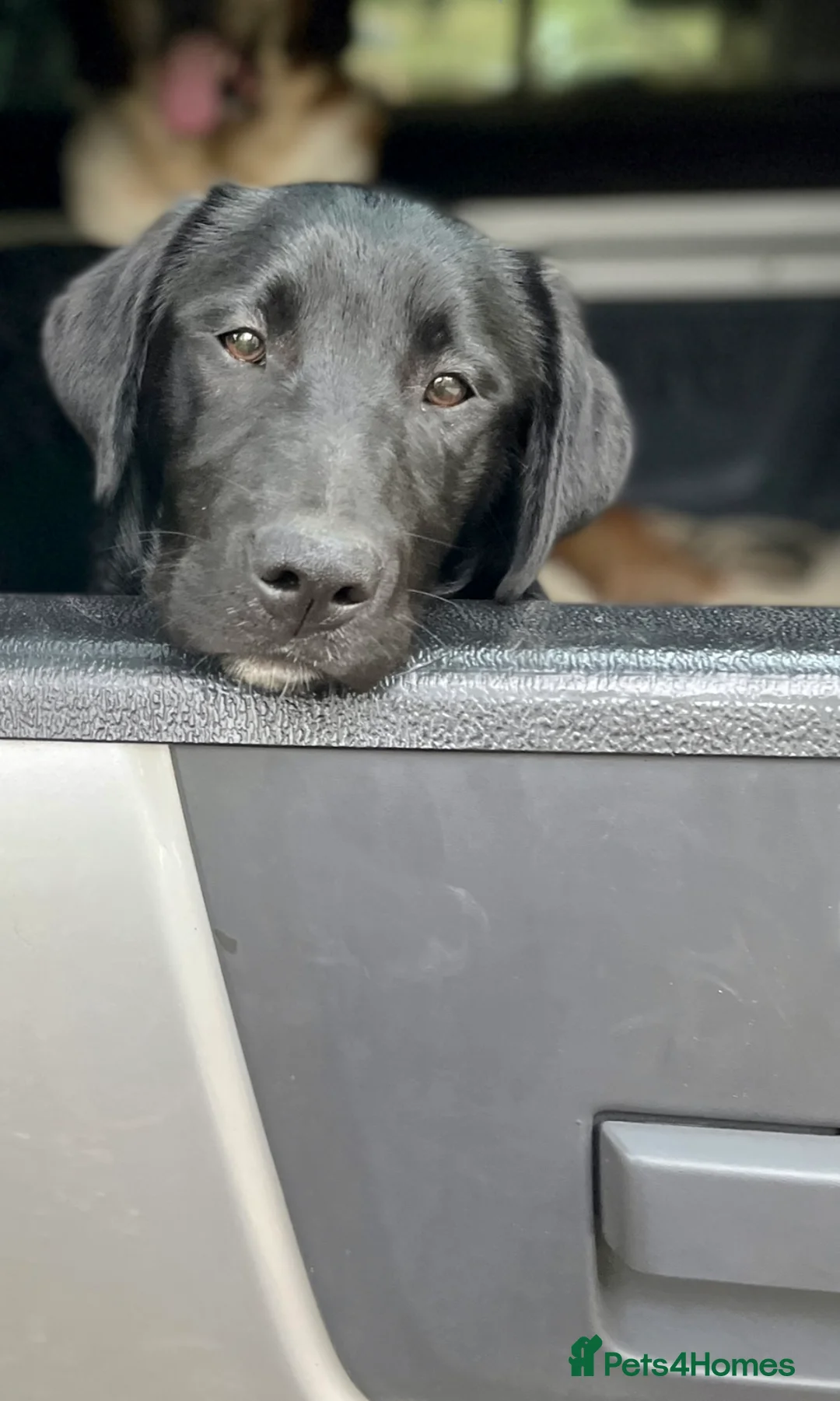 Borador dogs for sale: Beautiful Borador puppies for sale  - Advert 20