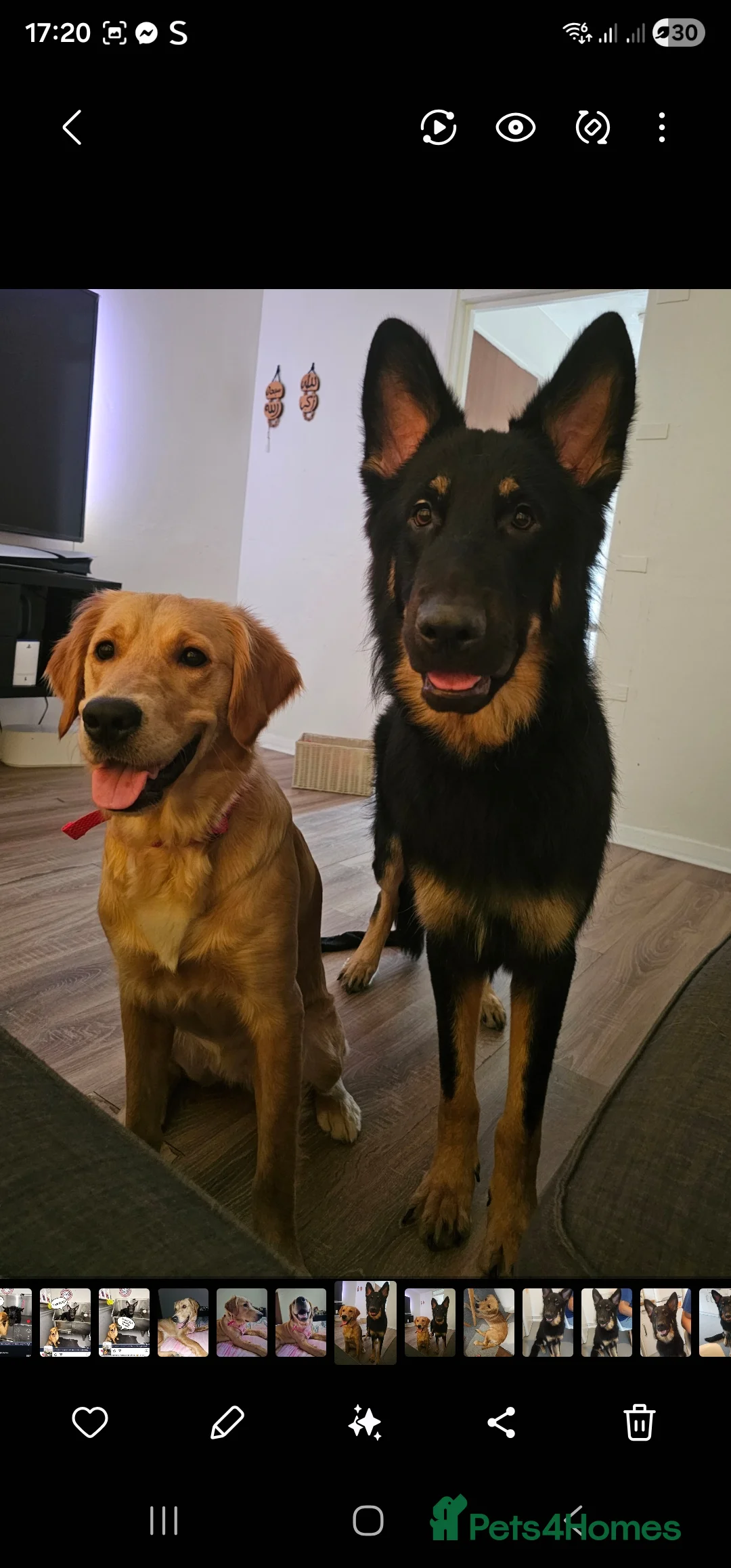 German Shepherd dogs for stud: Beautiful German shepherd for STUD - Advert 7