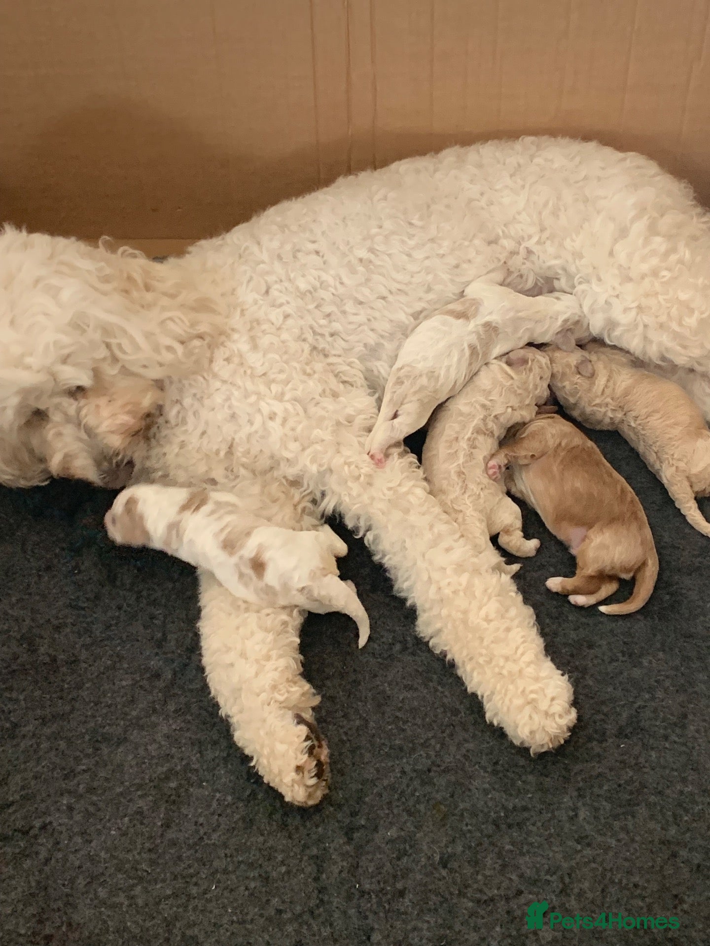 Goldendoodle dogs Polar and her puppies 4 girl's 2 boys born 23/4 - Advert 1
