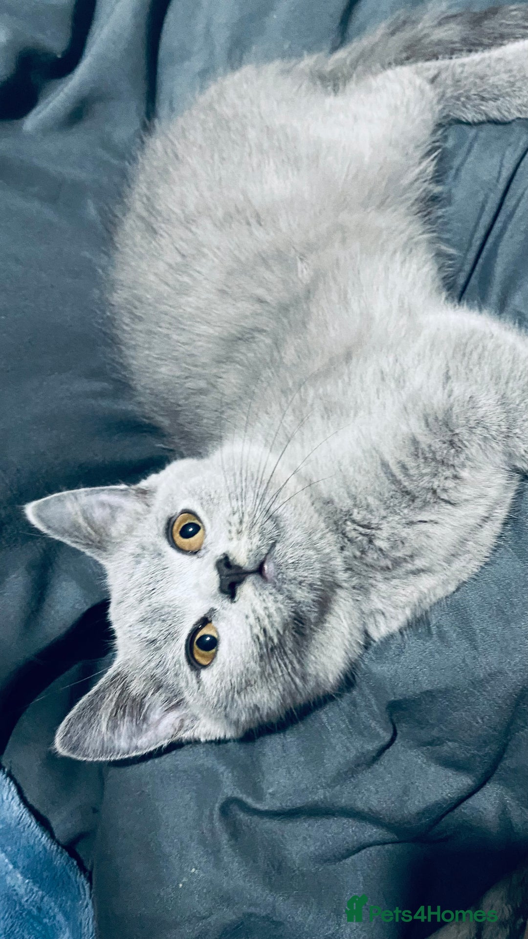 British Shorthair cats for sale: ✨Pure bred  chunky British shorthairs ✨ - Image 4