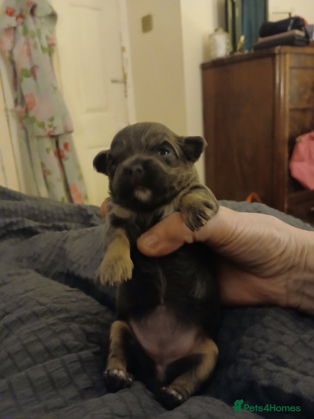 Mixed Breed dogs for sale: JACKAPUGS PUPPIES FOR SALE - Advert 5