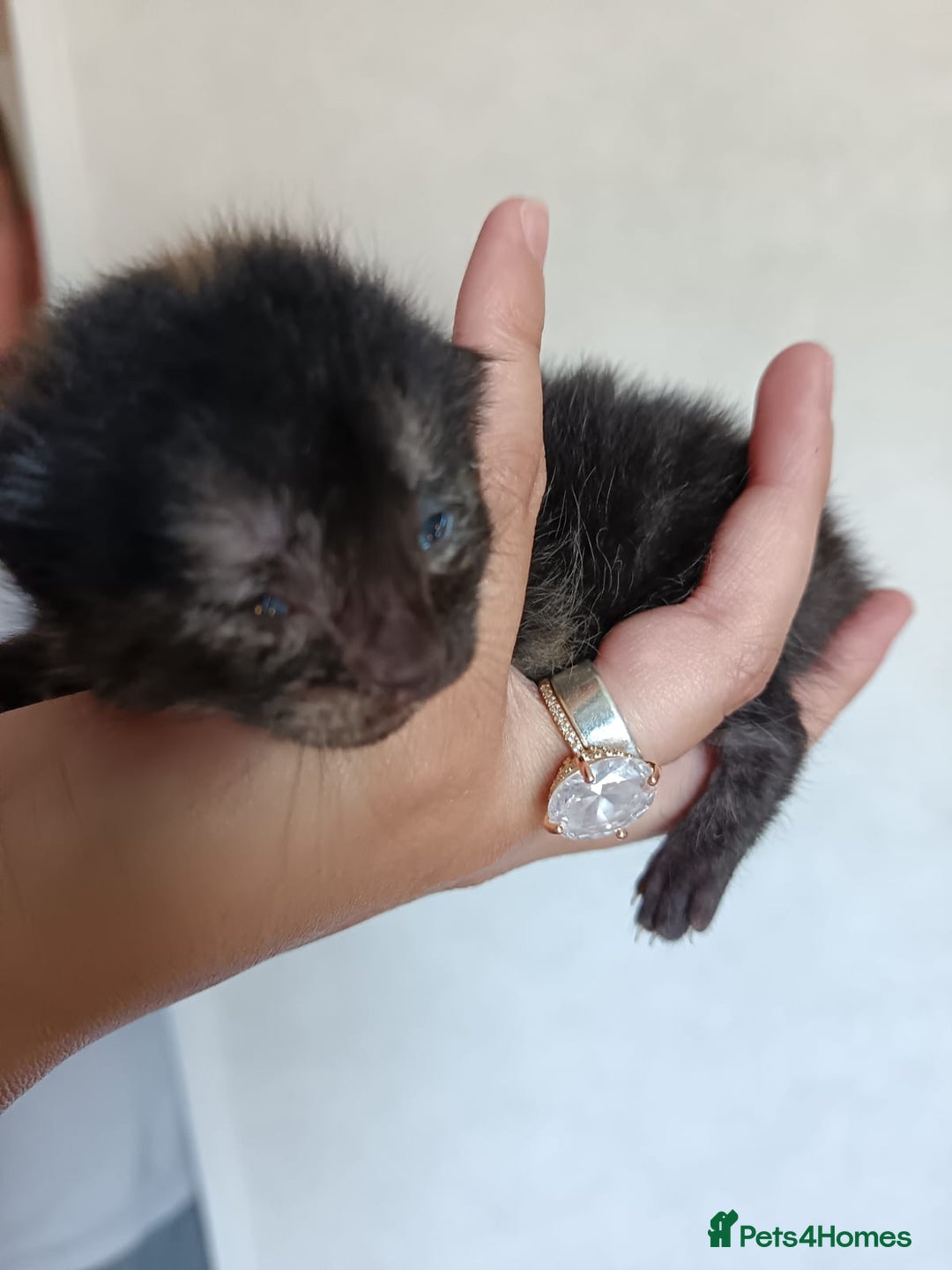 Mixed Breed cats for sale: 🐾 Kittens Looking for Loving Homes! 🐾 - Advert 3