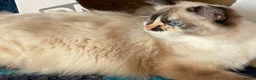 Ragdoll cats for sale: GCCF registered Ragdolls - Advert 5