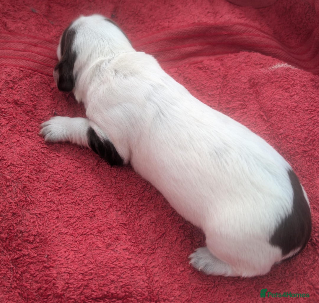 Cocker Spaniel dogs for sale: KC Reg W/T Roan Cocker Spaniels - Image 8