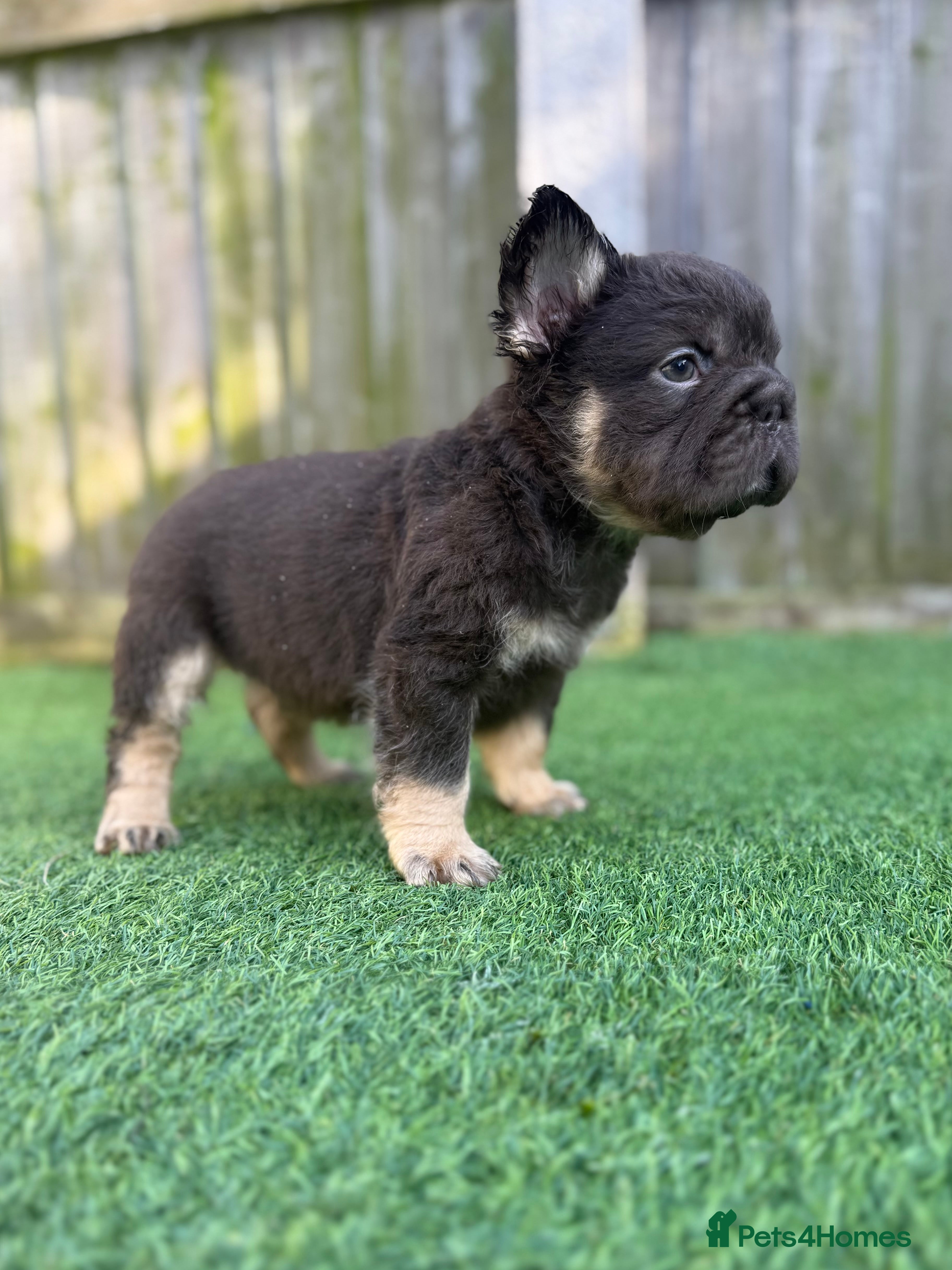 French Bulldog dogs Ready to leave - Full fluffy French bulldogs  - Advert 1