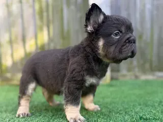 French Bulldog dogs Ready to leave - Full fluffy French bulldogs - Advert 3