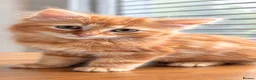 Mixed Breed cats for sale: Ragdollx Norwegian Forest Cat - Advert 3