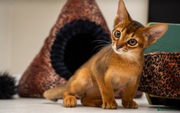 Abyssinian cats for sale:  Champions  Line Romeo-TICA reg. Abyssinian Beauty - Image 23