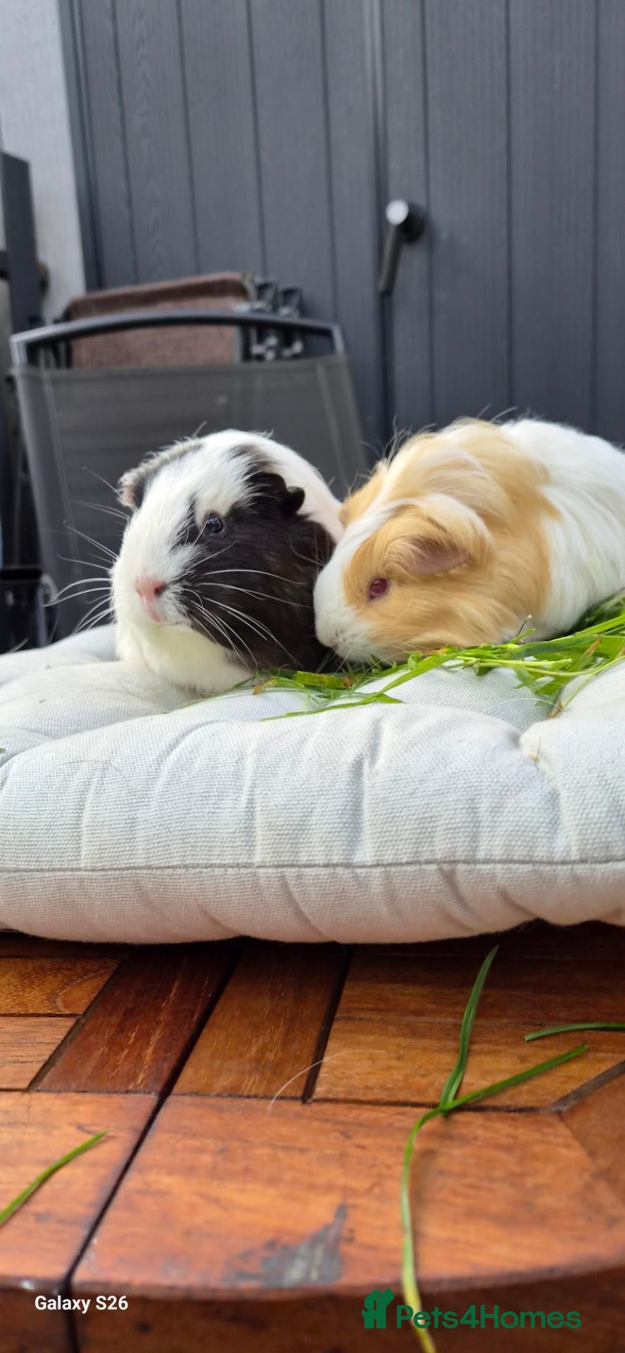 Guinea Pig rodents Mother & daughter duel  - Advert 2