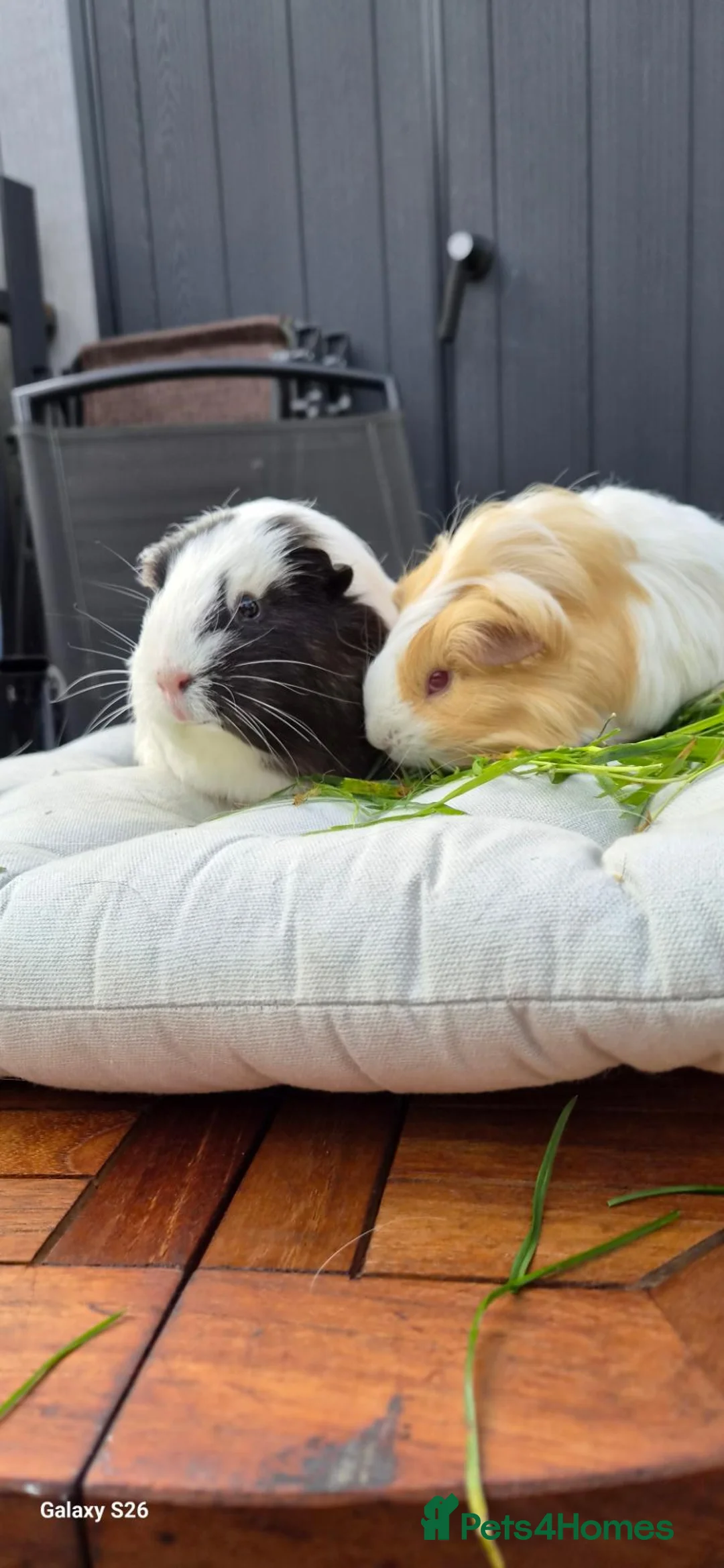 Guinea Pig rodents for sale: Mother & daughter duel  - Advert 1