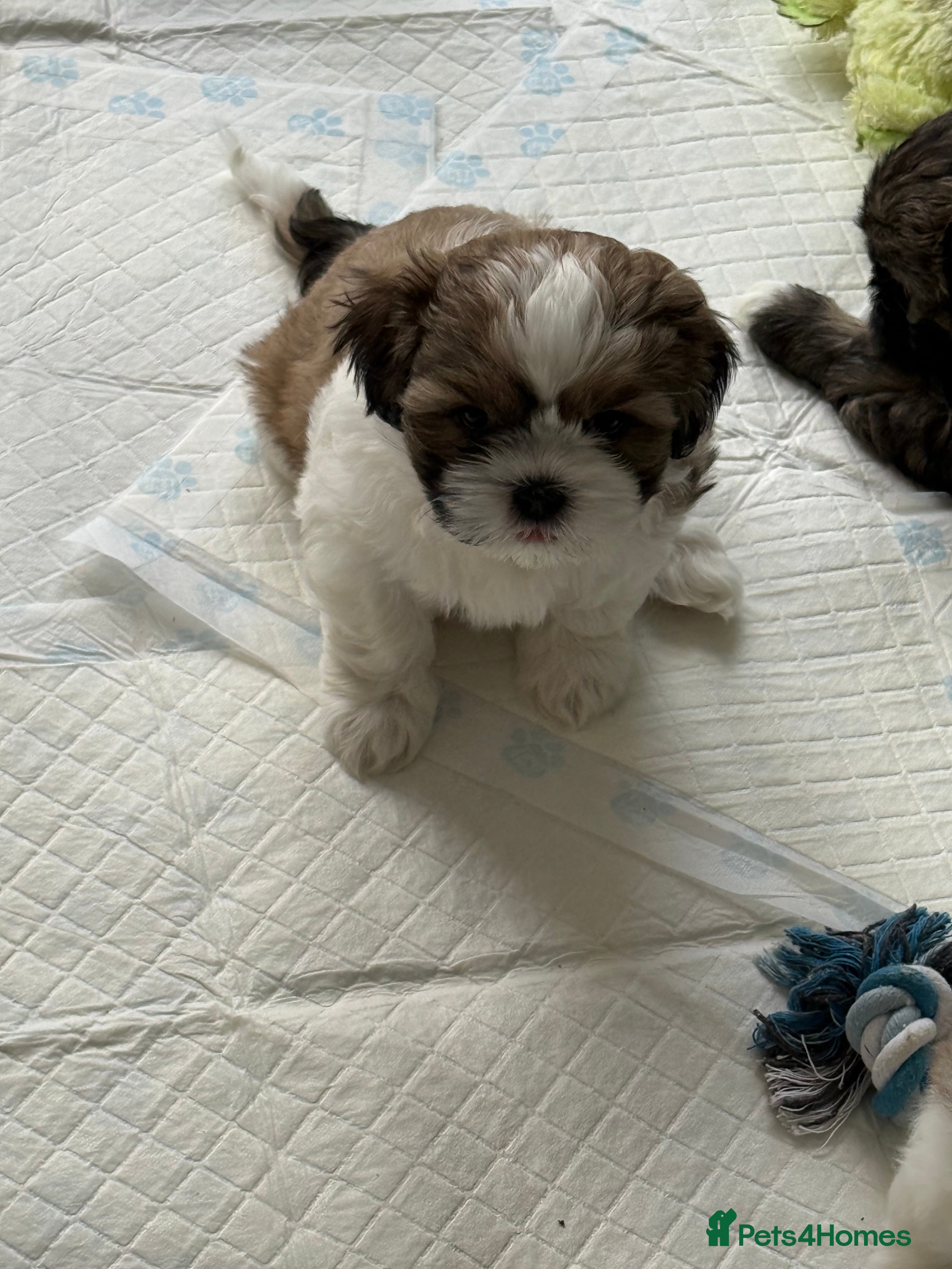 Shih Tzu dogs Shih Tzu puppies - Advert 1