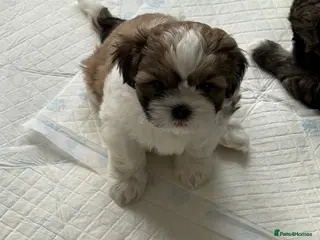 Shih Tzu dogs Shih Tzu puppies - Advert 1