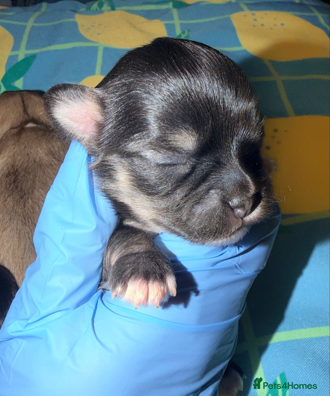 Mixed Breed dogs for sale: Malchi babies  - Advert 5