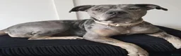 Cane Corso dogs for sale: Polly - Advert 7