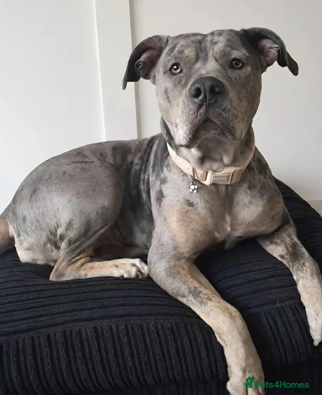 Cane Corso dogs for sale: Polly - Advert 7