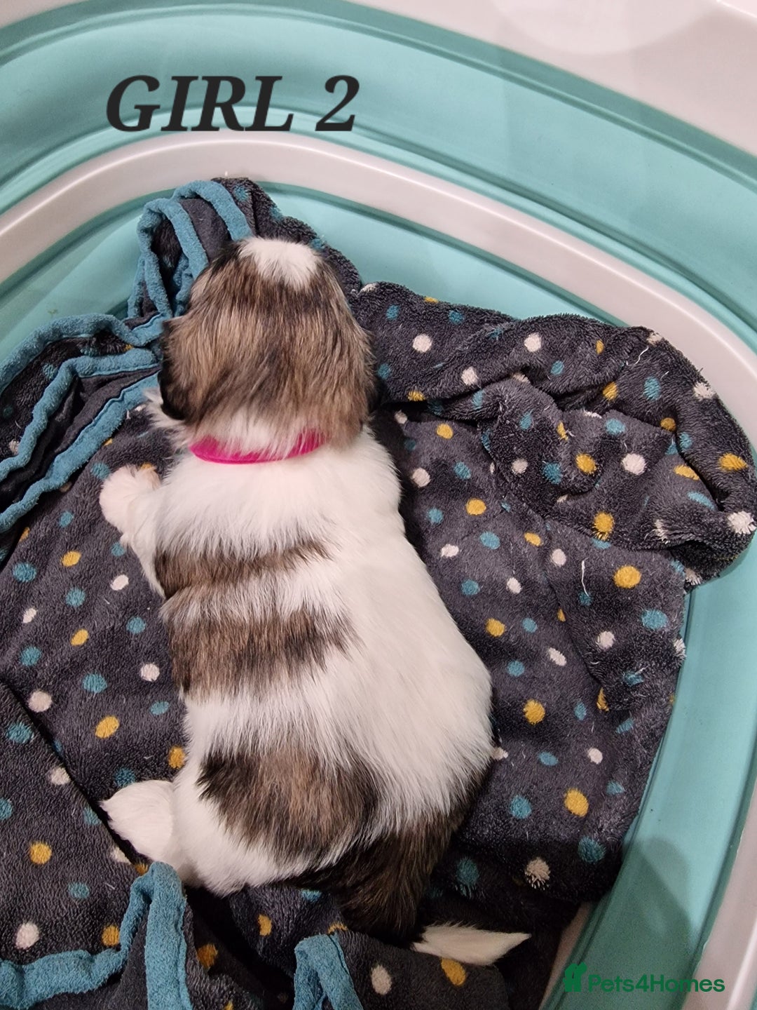 Shih Tzu dogs for sale:  2 lovely girls Shih Tzu Puppies!  - Advert 15