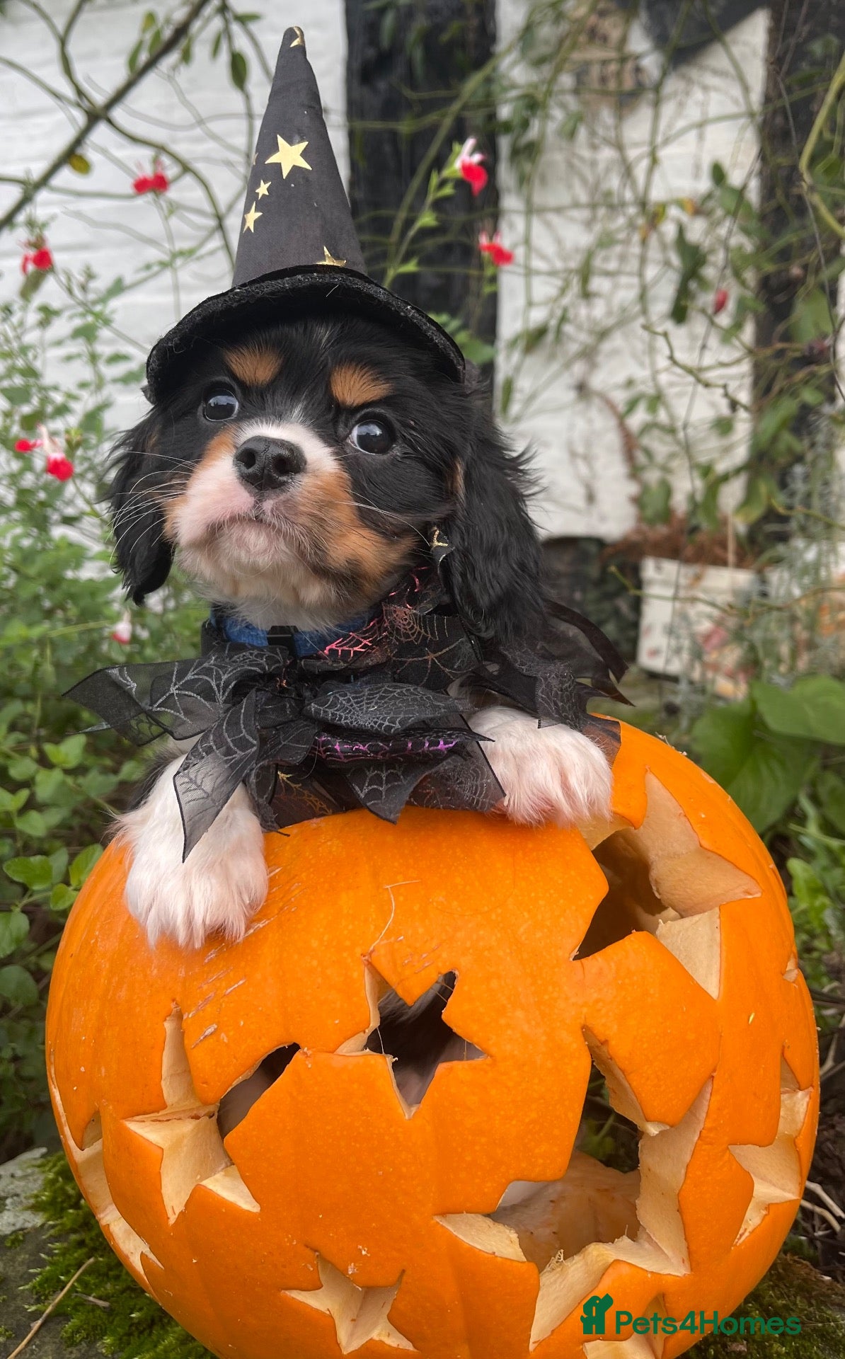 Cavalier King Charles Spaniel dogs for sale: Adorable RKC registered Health tested parents  - Advert 1