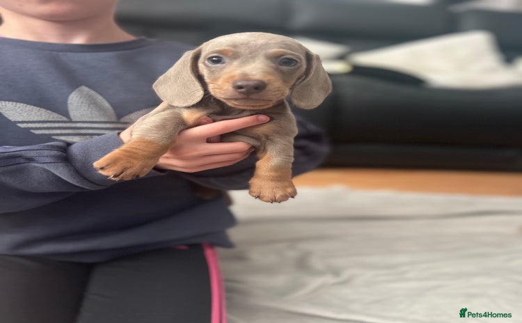 Dachshund dogs - Advert 4