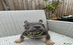 French Bulldog dogs for sale: READY NOW!! French Bulldog Puppies!! - Advert 12