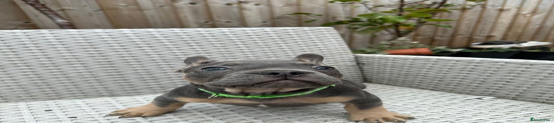 French Bulldog Puppy 2