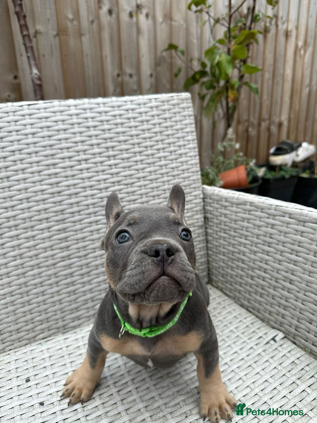 French Bulldog dogs for sale: READY NOW!! French Bulldog Puppies!! - Advert 12