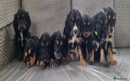 Cocker Spaniel dogs for sale: Show type x working cocker spaniel pups  - Image 1