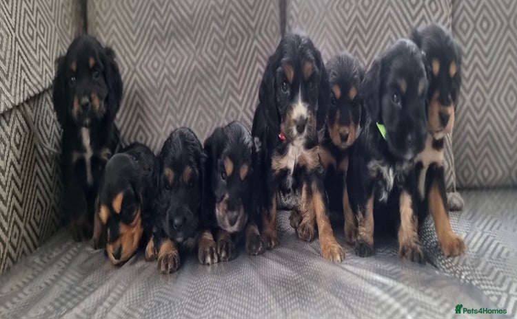 Cocker Spaniel dogs - Advert 3