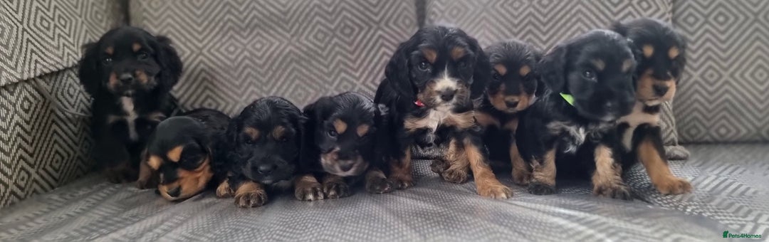 Cocker Spaniel dogs for sale: Show type x working cocker spaniel pups  - Image 1