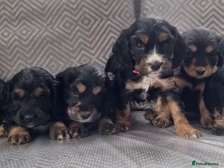 Cocker Spaniel dogs - Advert 4