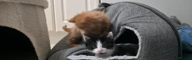 Black with white striped nose