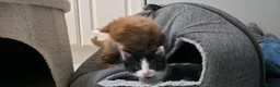 Mixed Breed cats for sale: 7 Adorable kittens ready for their furever home - Advert 31