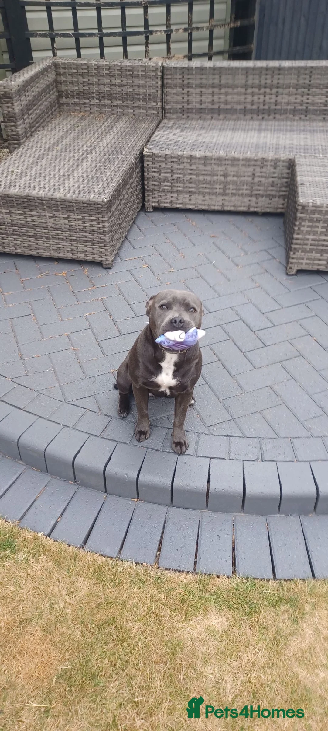 Staffordshire Bull Terrier dogs for sale: Blue Staffordshire Bull Terrier 7 Months old - Advert 2