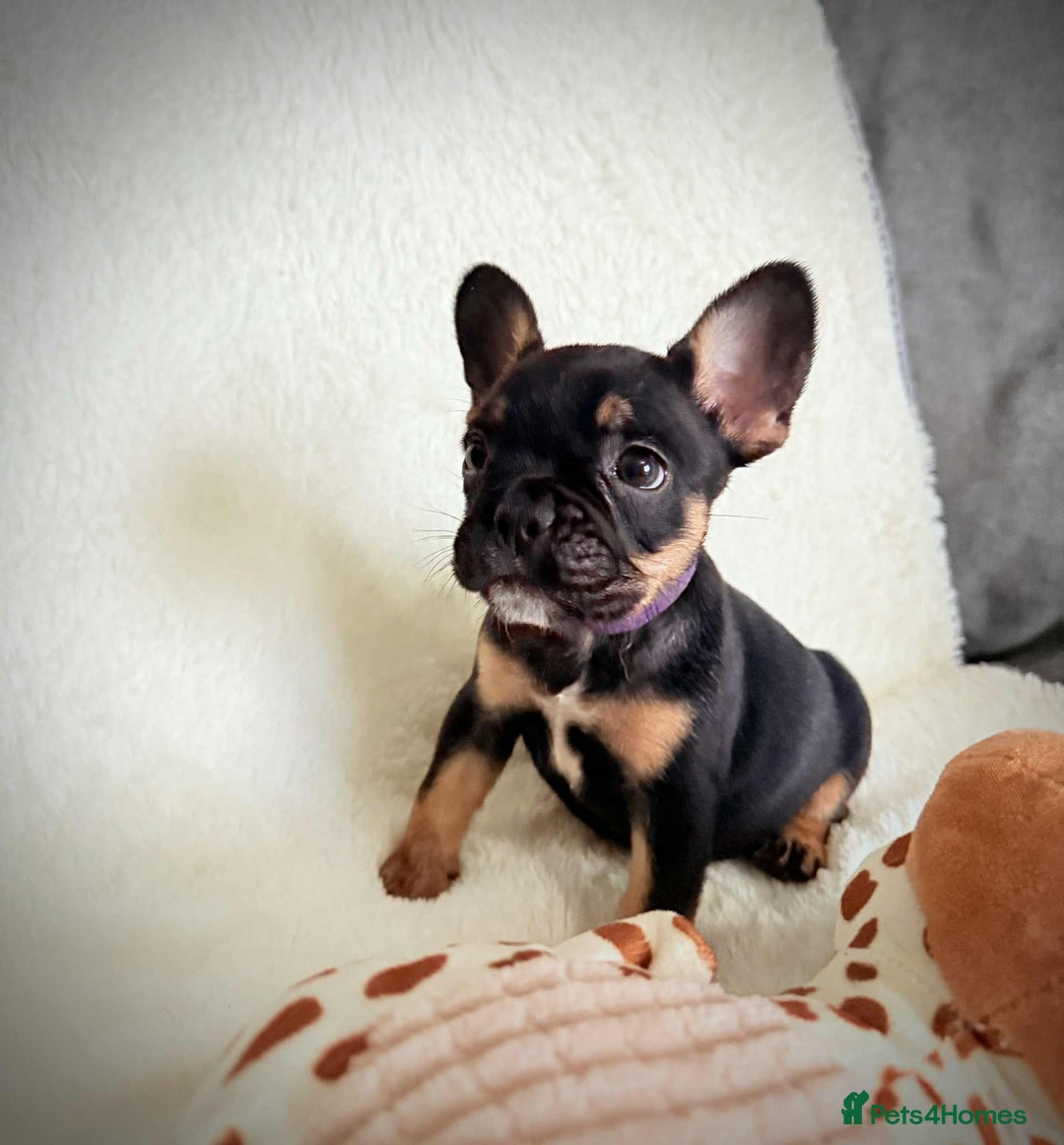 French Bulldog dogs for sale: 3 lovely French bulldogs for sale  - Image 3