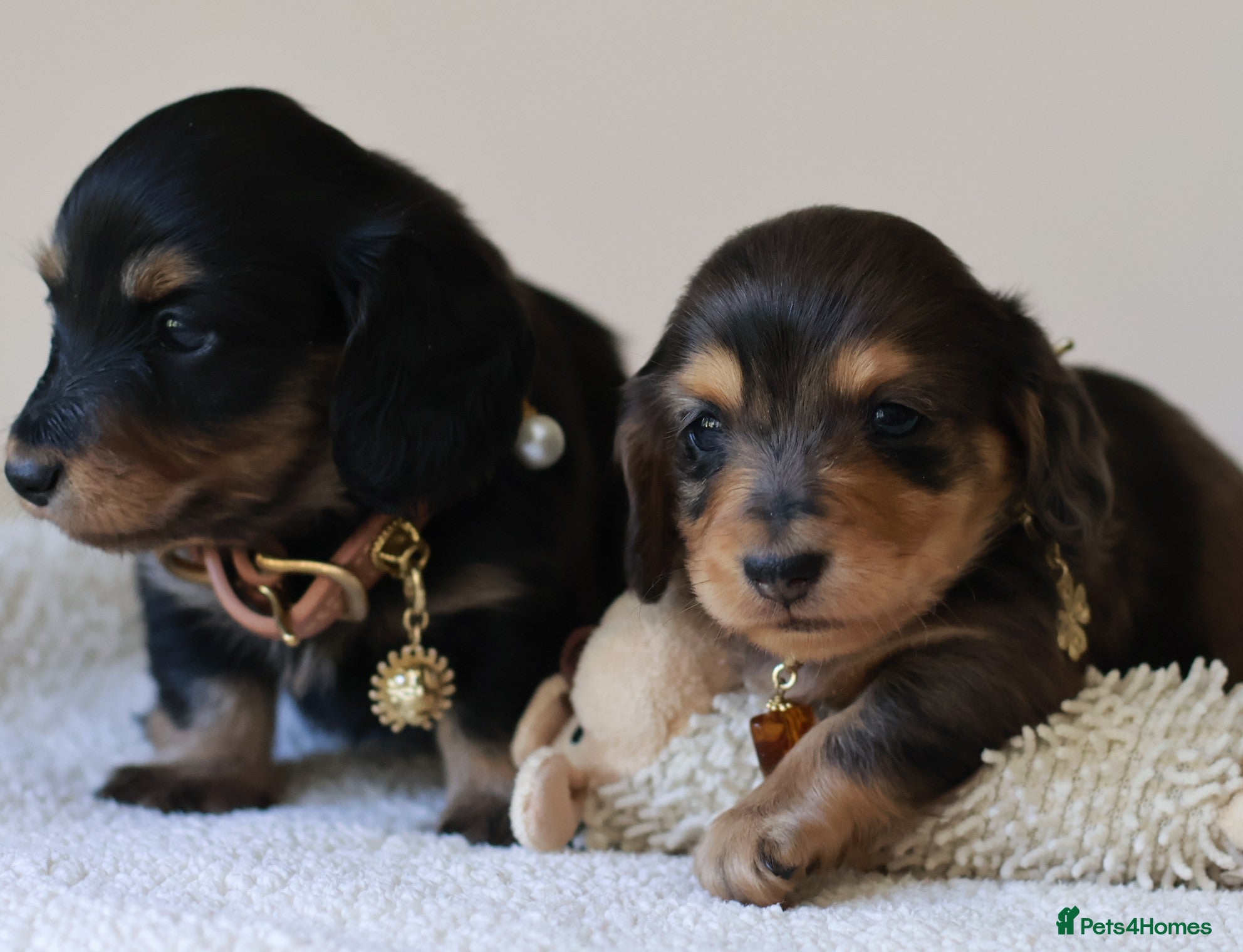 Miniature Dachshund dogs 5*Licensed+ LongHaired+KCreg+PraClear+Vetchecked - Advert 1